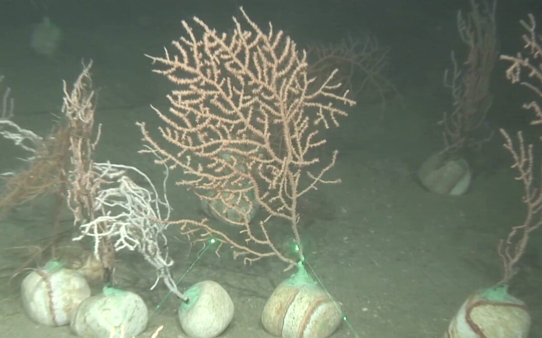 El proyecto LIFE Ecorest libera en el litoral catalán más de 250 corales y gorgonias recuperados con la colaboración del sector pesquero