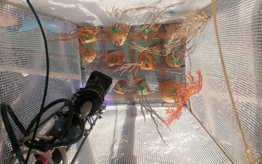 La restauración marina, una gran aliada en la conservación de los ecosistemas