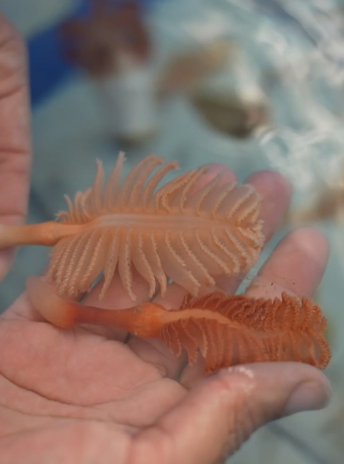 Las especies recuperadas en el proyecto LIFE Ecorest. ¿Cuáles son?